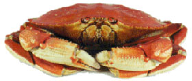View Crab Products