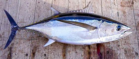 View Albacore Tuna